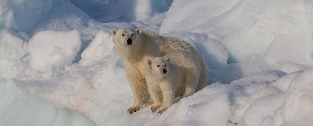 polar-bears-svalbard_1024